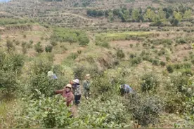 安徽旌德：油茶树硕果累累农民增收笑开颜图片