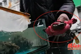 “粗绳绑蟹”卷土重来？商户坦言“这是市场潜规则”，相关部门回应图片