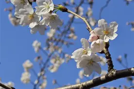 【发现春之美】南京鸡鸣寺樱花开啦 满街烂漫图片