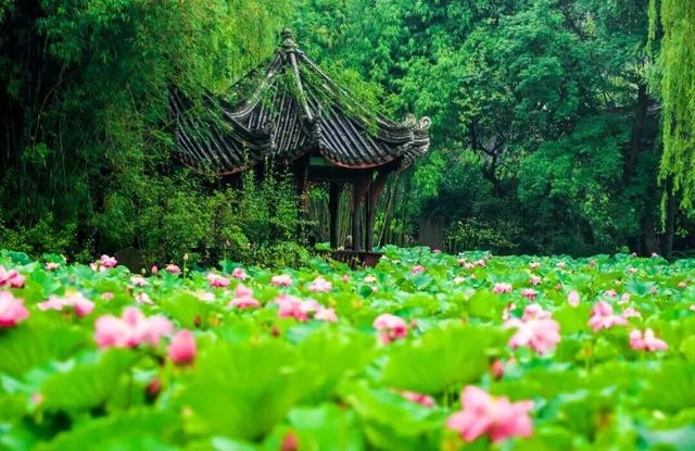 持续10天，2500个红包随机掉落！