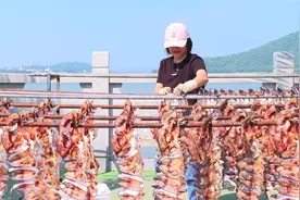 阳江上洋河北村：秋冬好时节 晾晒鱼干忙图片