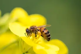 蜜蜂毒针插入眼睛！眼睛红了1个月，夏天到了要当心图片