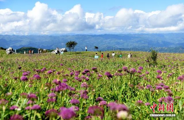 贵州六盘水：万亩野生韭菜花开引游客