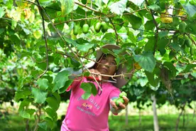 贵州黄平：猕猴桃变“致富果” 乡村振兴有“钱”景图片