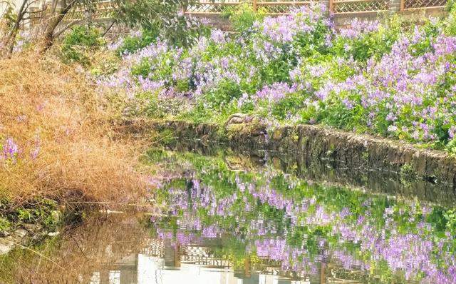 八公山闪冲村，把春天开成了紫色浪漫