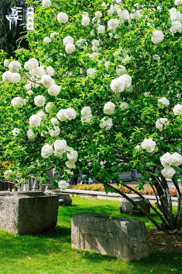 花样秦淮｜绣球花开