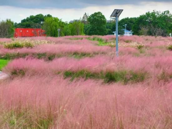 上海秋日浪漫天花板！这些花海美到让人心醉