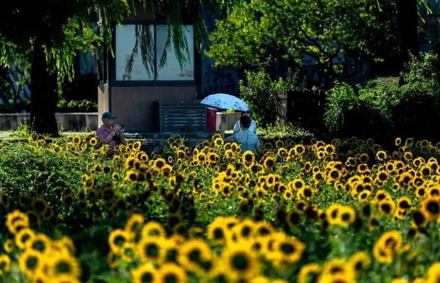 松江这片向日葵花海惊艳绽放！还能和考古地标同框→