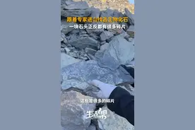 跟着专家进山找古生物化石 一块石头正反都有很多碎片图片