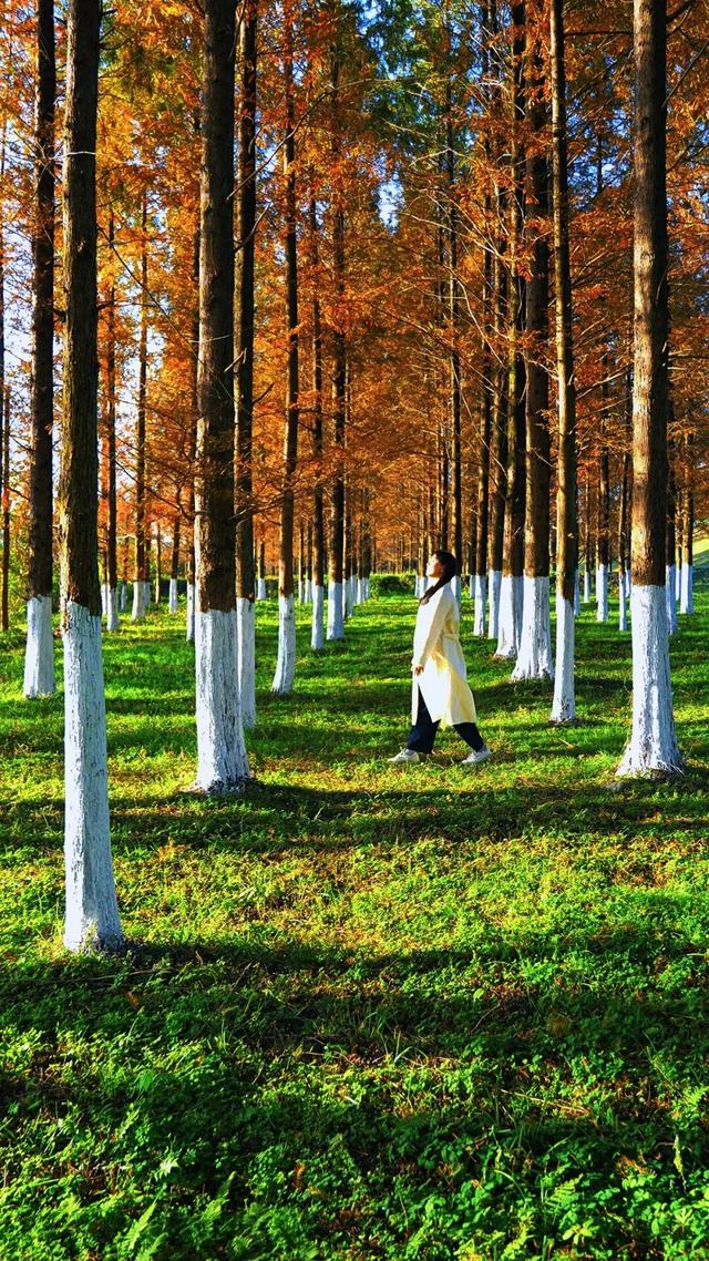 这片“童话森林”，红得如此烂漫！