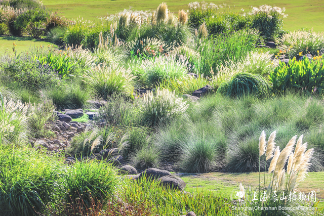 粉色“薄雾”弥漫，荻花飘逸洒脱……申城观赏草进入“最佳赏味期”