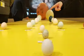 中国是全球产蛋第一大国，人均鸡蛋消费仅世界第十，一年260只蛋你吃到了吗图片