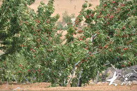 三农深度调查|张庄樱桃何以“突出重围”图片