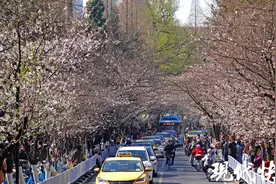 一夜间南京鸡鸣寺路樱花盛开，樱花树下也“开”满了人人人图片