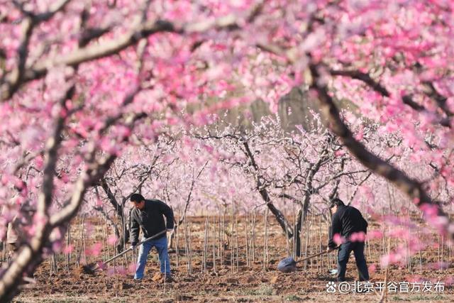 第二十八届北京平谷国际桃花节4月10日盛大启幕，全域开启“宠客模式”，共赴桃源之约