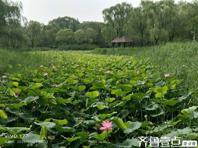 壹点号·秀山东|森林公园的荷花，千朵万朵压枝低