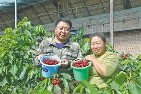 大棚樱桃俏枝头图片