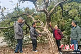 广西平乐：现存百年古柿树逾3500株图片