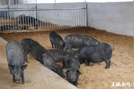 贵阳市开阳县：数据养猪，逐“绿”而行图片