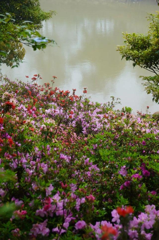 开了！开了！福州开了成片杜鹃花海！快上鼓岭