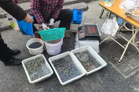 明前螺赛肥鹅，你“嗦”了吗？图片