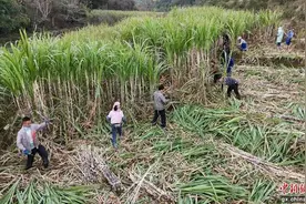 广西巴马所略乡：“蔗”里采收忙 丰收节节高图片
