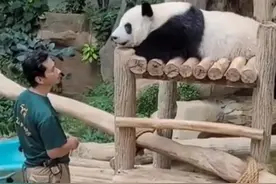 旅马大熊猫“谊谊”“升谊”要回家了 大熊猫保护研究中心已做好迎接准备图片