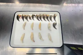 违规携带熊牙、熊指爪入境！乌鲁木齐地窝堡机场海关当场查获图片