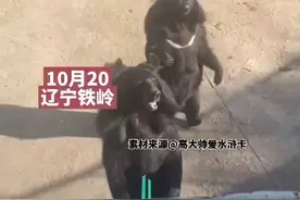男子教黑熊摇花手，没想到黑熊一学就会， 网友:里面是不是有人？图片