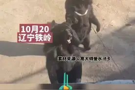 男子教黑熊摇花手，没想到黑熊一学就会， 网友:里面是不是有人？图片