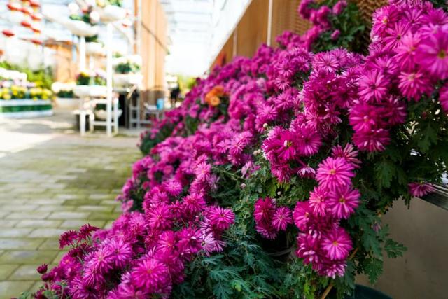 图说定西 | 深秋和菊花的浪漫邂逅
