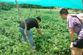 【暑期“三下乡”】贵州大学实践队探寻德旺乡的 “丰收密码”图片