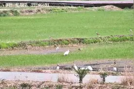 鄠邑区诗意田园生机灵动 朱鹮现身“曲水稻香”图片