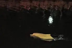 中华白海豚游入珠江内河，最新情况图片