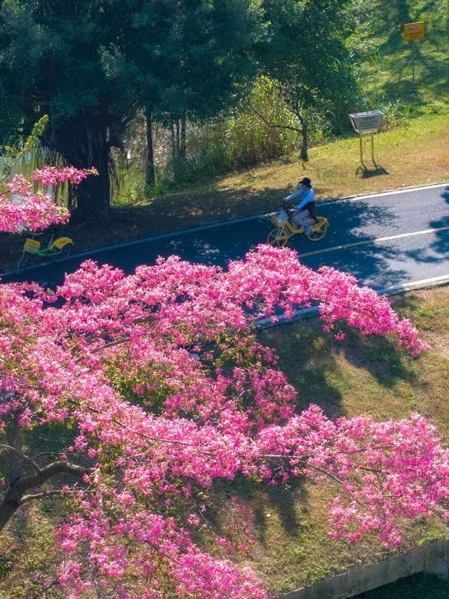 天气正好、花正开，去看粉色的东莞！
