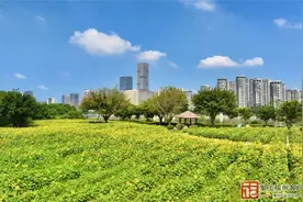 地铁免费直达！福州超大向日葵花海正在盛开！现场→图片