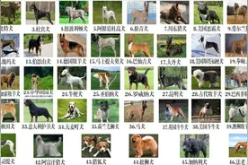 注意！银川禁养犬类品种如下图片