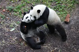 饲养员刘洋：我在比利时“养”大熊猫图片