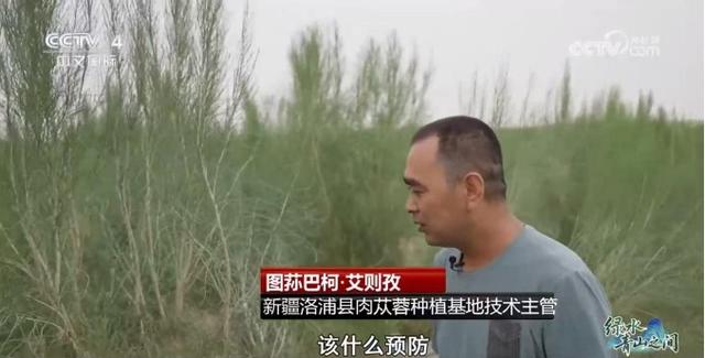 中国治沙开挂：光伏锁沙 苜蓿生金