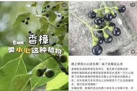 不要踩！这种黑色果实街头大量出现，不少人已"中招"图片