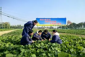 小种子如何“育”出大产业？做强农业“芯片” ，推动四川油菜产业高质量发展图片