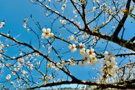 干燥了这么久，这一次阿冷会带雨来吗？图片