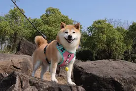 宠物模特同样“看脸吃饭” 商家：有“毛孩子”拍摄时薪达千元图片