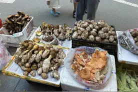 阿坝州金川县：野生菌领先上市 特色产业助力乡村振兴图片