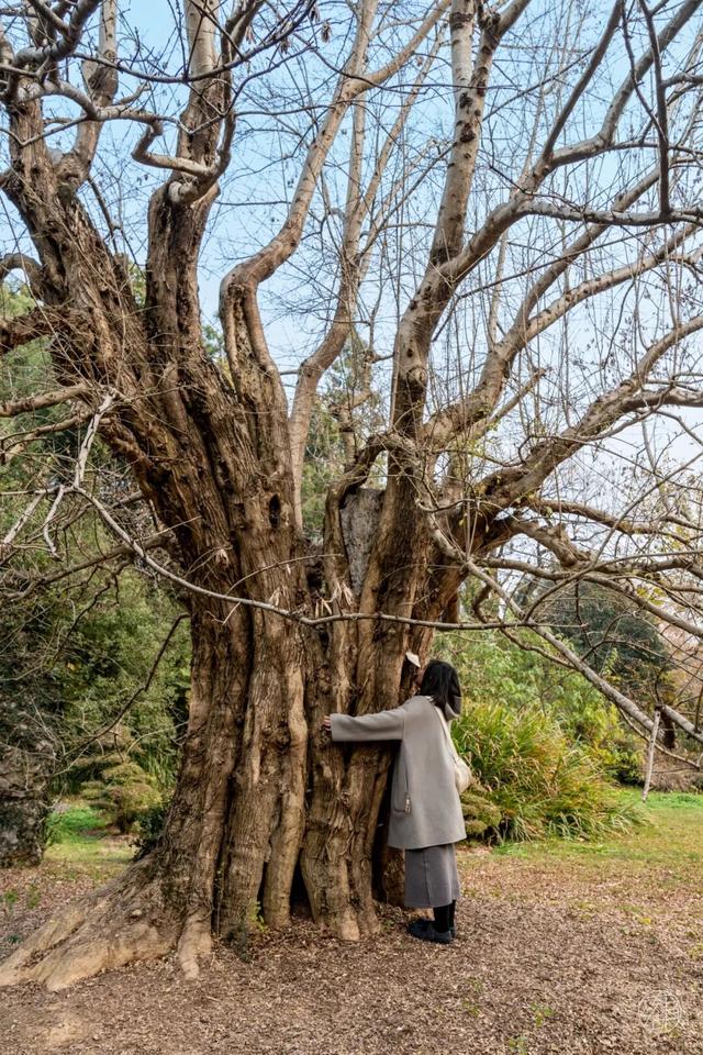 东湖「巨物」图鉴，打卡XXXXL号视觉震撼！