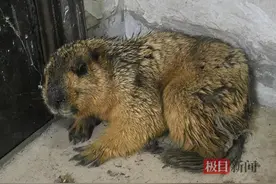 “旱獭”土拨鼠跑进居民楼，民警成功将其抓获！专家：别看它可爱，其生性凶猛攻击性强图片