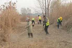 加紧清理湿地芦苇，临沂市城管局园林环卫中心筑牢防火“隔离带”图片