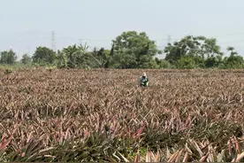 盐碱地蝶变“热带水果王国”，珠海平沙“高端果篮”的转型之路图片