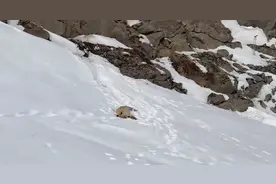 游客称新疆喀纳斯网红小狐狸疑因投喂死亡 景区：暂未收到消息，需专业诊断确认图片