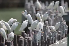 厦门筼筜湖：鱼儿跃白鹭飞图片